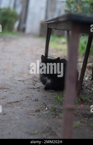 Die Katze sitzt draußen Stockfoto