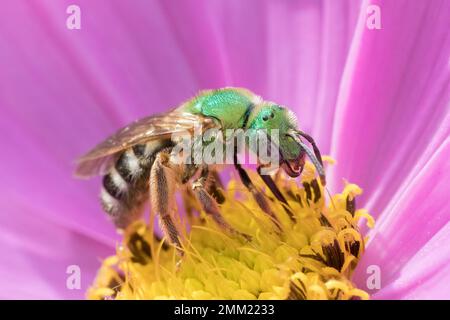 Makrofotografie der grünen Wildbiene in rosa und gelben Kosmosblüten Stockfoto