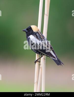 Extreme Nahaufnahme von Bobolink songbird, der auf Schilfstiel hockt Stockfoto