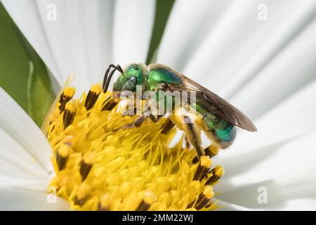 Makrofotografie der grünen Wildbiene in der weißen Kosmosblüte Stockfoto