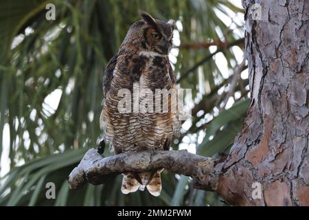 Große Horneule, Florida, USA Stockfoto