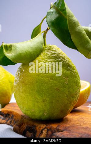 Auswahl an Zitrusfrüchten, reifer Bergamotte und Zitronencitron Cedrate oder Citrus Medica, große, duftende Zitrusfrüchte mit dicker Rinde Stockfoto