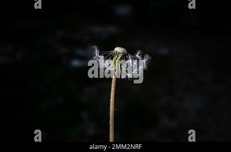Geblasener Löwenzahn im Wind auf einem dunklen, verschwommenen Hintergrund. Stockfoto