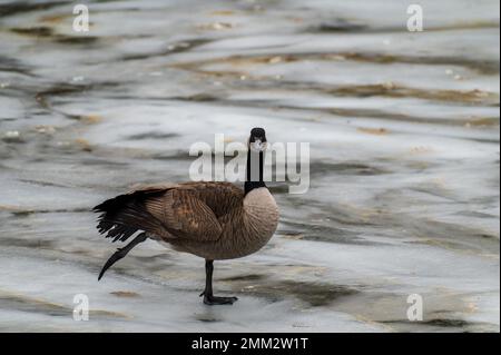 Kanadische Gans branta canadensis balanciert auf einem Bein, um sich im Winter warm zu halten Stockfoto