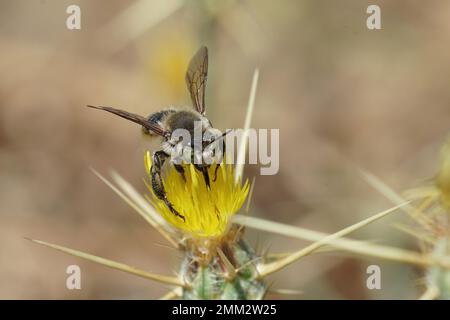 Natürliche Nahaufnahme an der mediterranen Holzborig-Goldbiene, Lithurgus chrysurus, der Nektar an den gelben Blüten von Centaurea solstitialis nippt Stockfoto