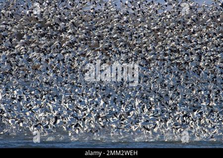 Schneegänse (Anser caerulescens) im Flug, Umatilla National Wildlife Refuge, Oregon Stockfoto