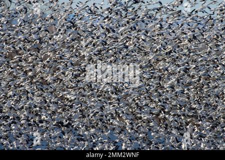 Schneegänse (Anser caerulescens) im Flug, Umatilla National Wildlife Refuge, Oregon Stockfoto