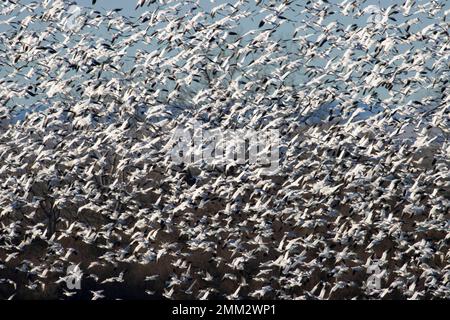 Schneegänse (Anser caerulescens) im Flug, Umatilla National Wildlife Refuge, Oregon Stockfoto