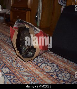 Süße verspielte, dunkel bunten, junge Katze legt sich hin und beobachtet sie aus einer bunten Papptasche auf dem Teppich mit Mustern im Wohnzimmer. Stockfoto