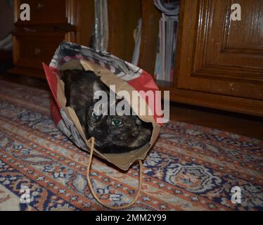 Süße verspielte, dunkel bunten, junge Katze legt sich hin und beobachtet sie aus einer bunten Papptasche auf dem Teppich mit Mustern im Wohnzimmer. Stockfoto