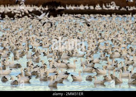 Schneegänse (Anser caerulescens), McNary National Wildlife Refuge, Washington Stockfoto