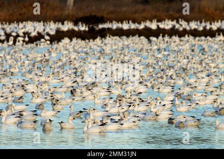 Schneegänse (Anser caerulescens), McNary National Wildlife Refuge, Washington Stockfoto