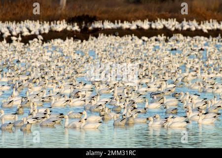 Schneegänse (Anser caerulescens), McNary National Wildlife Refuge, Washington Stockfoto