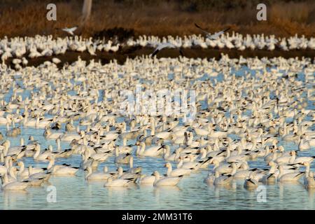 Schneegänse (Anser caerulescens), McNary National Wildlife Refuge, Washington Stockfoto