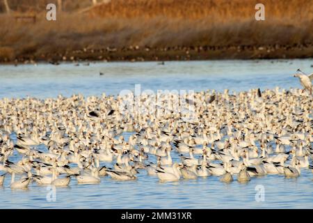 Schneegänse (Anser caerulescens), McNary National Wildlife Refuge, Washington Stockfoto