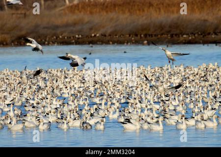 Schneegänse (Anser caerulescens), McNary National Wildlife Refuge, Washington Stockfoto