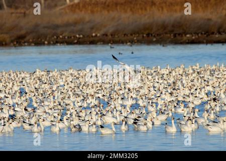 Schneegänse (Anser caerulescens), McNary National Wildlife Refuge, Washington Stockfoto