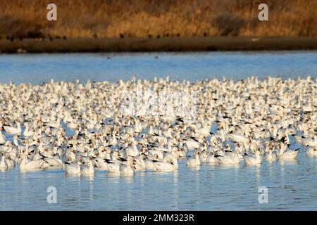 Schneegänse (Anser caerulescens), McNary National Wildlife Refuge, Washington Stockfoto