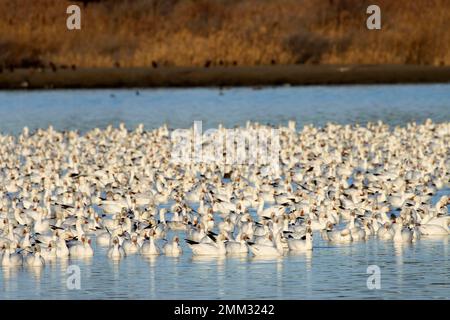 Schneegänse (Anser caerulescens), McNary National Wildlife Refuge, Washington Stockfoto