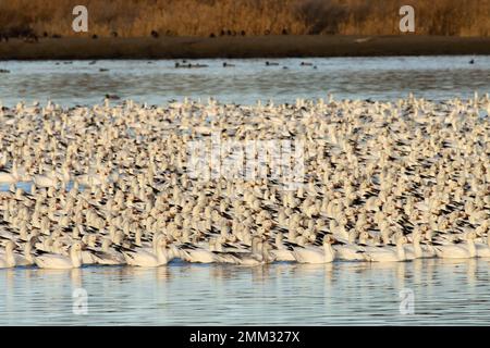 Schneegänse (Anser caerulescens), McNary National Wildlife Refuge, Washington Stockfoto