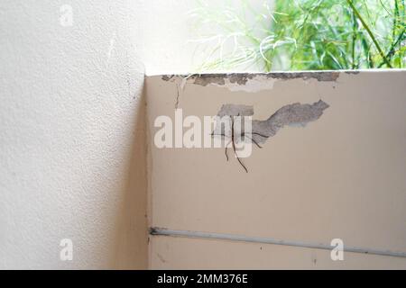 Der Spinnenjäger ist ins Haus geklettert und sitzt an der Wand. Stockfoto