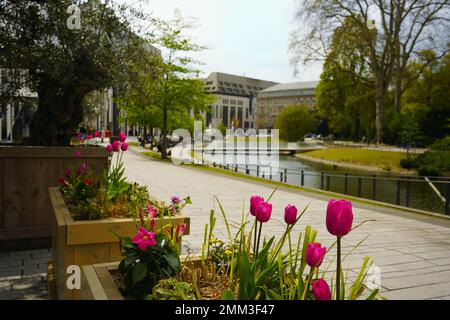 Selektiver Fokus auf pinkfarbene Frühlingstulpen im öffentlichen Park "Hofgarten" in Düsseldorf. Stockfoto