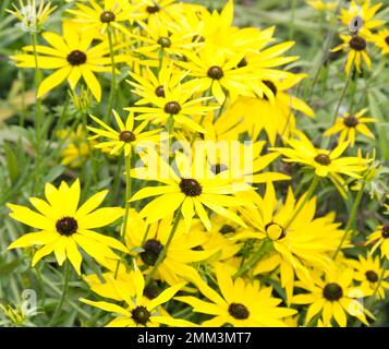 Im September blühen in einem britischen Garten die leuchtend gelben Herbstblüten der Rudbeckia missouriensis, auch bekannt als Missouri Coneflower Stockfoto