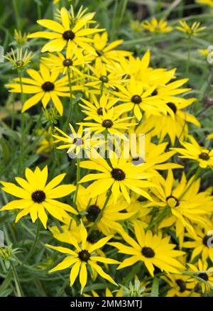 Im September blühen in einem britischen Garten die leuchtend gelben Herbstblüten der Rudbeckia missouriensis, auch bekannt als Missouri Coneflower Stockfoto