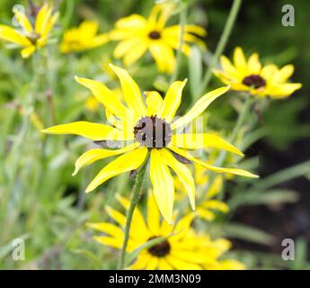 Im September blühen in einem britischen Garten die leuchtend gelben Herbstblüten der Rudbeckia missouriensis, auch bekannt als Missouri Coneflower Stockfoto