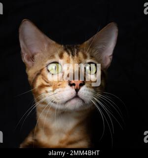 Wunderschönes reinrassiges, bengalisches Katzenporträt mit neugierigem Aussehen Stockfoto