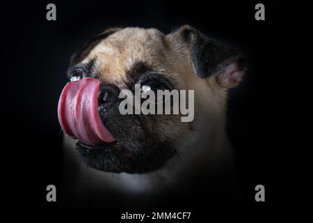 Die Nase leckt gut. Pugs sind mit ihrem traurigen Aussehen eines der niedlichsten Haustiere. Stockfoto