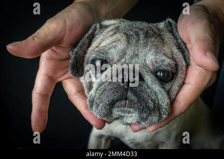 Pugs sind mit ihrem traurigen Aussehen eines der niedlichsten Haustiere. Stockfoto