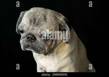 Pugs sind mit ihrem traurigen Aussehen eines der niedlichsten Haustiere. Stockfoto