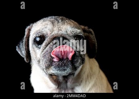 Die Nase leckt gut. Pugs sind mit ihrem traurigen Aussehen eines der niedlichsten Haustiere. Stockfoto