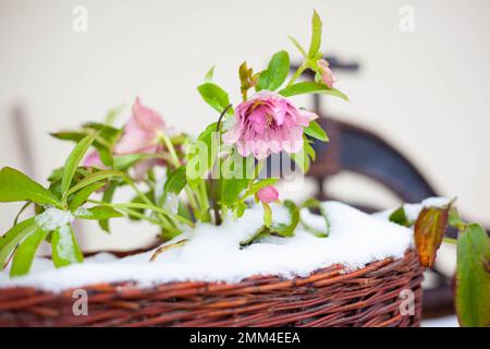 Hellebore Double Ellen Pink Picotee genannt Winter Rose im Korb mit Schnee Stockfoto