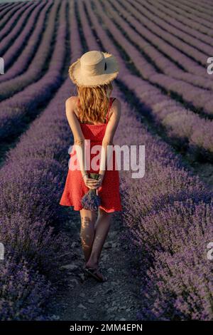 Frauenfeld-Lavendel. In einem roten Kleid und Hut läuft sie in ihren Händen durch ein Lavendelfeld und hält einen Strauß Lavendel. Stockfoto