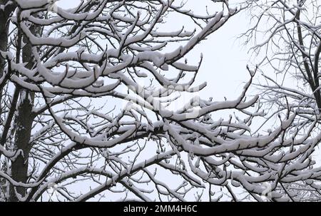Viel Schnee auf den Zweigen der Winterbäume an einem frostigen Tag Stockfoto
