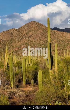 Saguaro Cactus Habitat im Saguaro-Nationalpark, Arizona, USA Stockfoto
