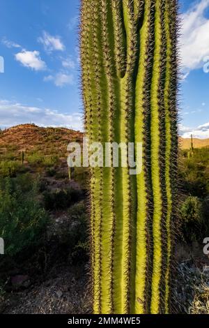 Saguaro Cactus aus nächster Nähe im Saguaro-Nationalpark, Arizona, USA Stockfoto