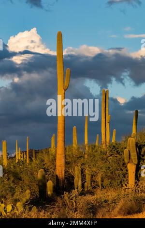 Warmes Licht am späten Nachmittag auf den charakteristischen Saguaro Cactuses im Saguaro National Park, Arizona, USA Stockfoto