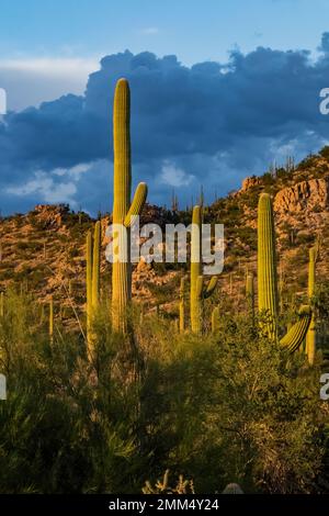 Warmes Licht am späten Nachmittag auf den charakteristischen Saguaro Cactuses im Saguaro National Park, Arizona, USA Stockfoto