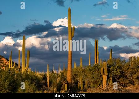 Warmes Licht am späten Nachmittag auf den charakteristischen Saguaro Cactuses im Saguaro National Park, Arizona, USA Stockfoto