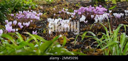 Rosafarbene und weiße Herbstblumen des Cyclamen hederifolium in einem britischen Waldgarten im September Stockfoto