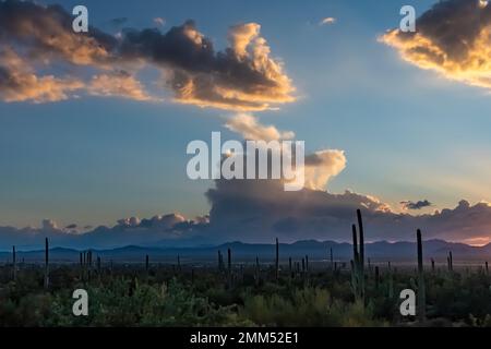 Nachglühen bei Sonnenuntergang über Saguaro Cactus im Saguaro-Nationalpark, Arizona, USA Stockfoto