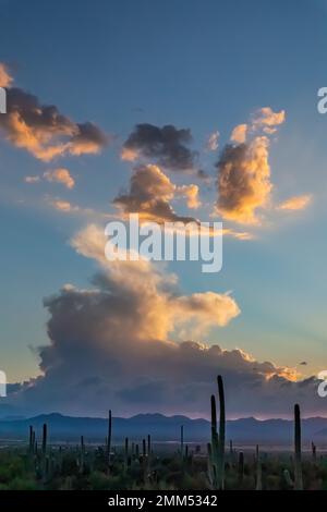 Nachglühen bei Sonnenuntergang über Saguaro Cactus im Saguaro-Nationalpark, Arizona, USA Stockfoto