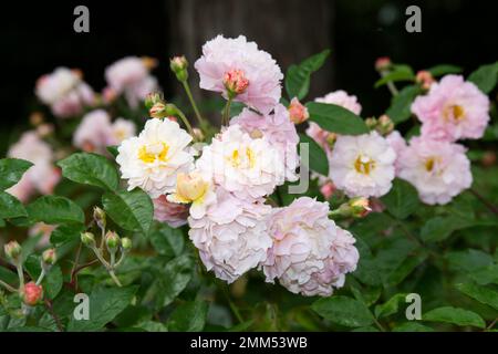 Blassrosa Herbstblumen von Rosa Cornelia in einem britischen Garten im September Stockfoto