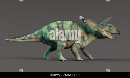 3D-Darstellung eines isolierten ausgestorbenen Dinosaurier albertaceratops Stockfoto