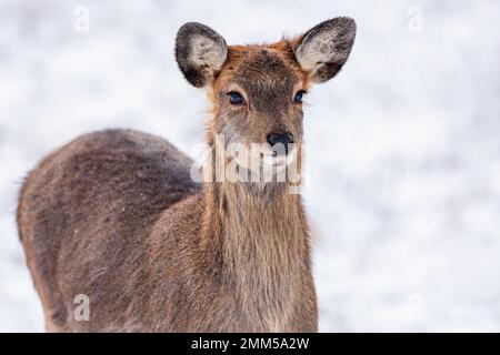 Porträt eines süßen jungen braunen sika-Hirsches mit schwarzen Augen und großen Ohren. Wintertag mit weißem Schnee im Hintergrund. Stockfoto
