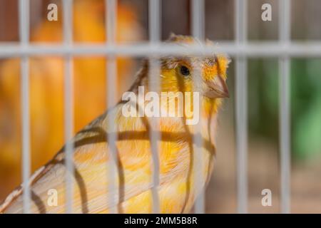 Ein gelber kanarienvogel, der in einem Käfig sitzt Stockfoto