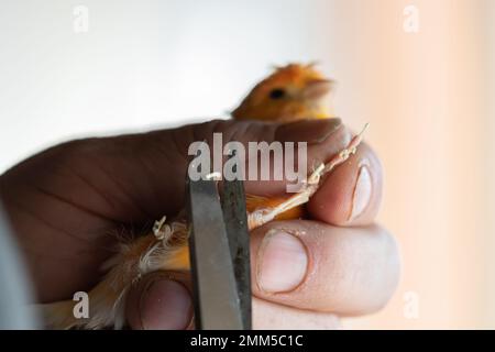 Klauen eines gelben kanarienvogel durchschneiden, Kanariennägel klopfen Stockfoto